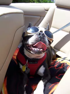 Oreo Cruising in His Doggles