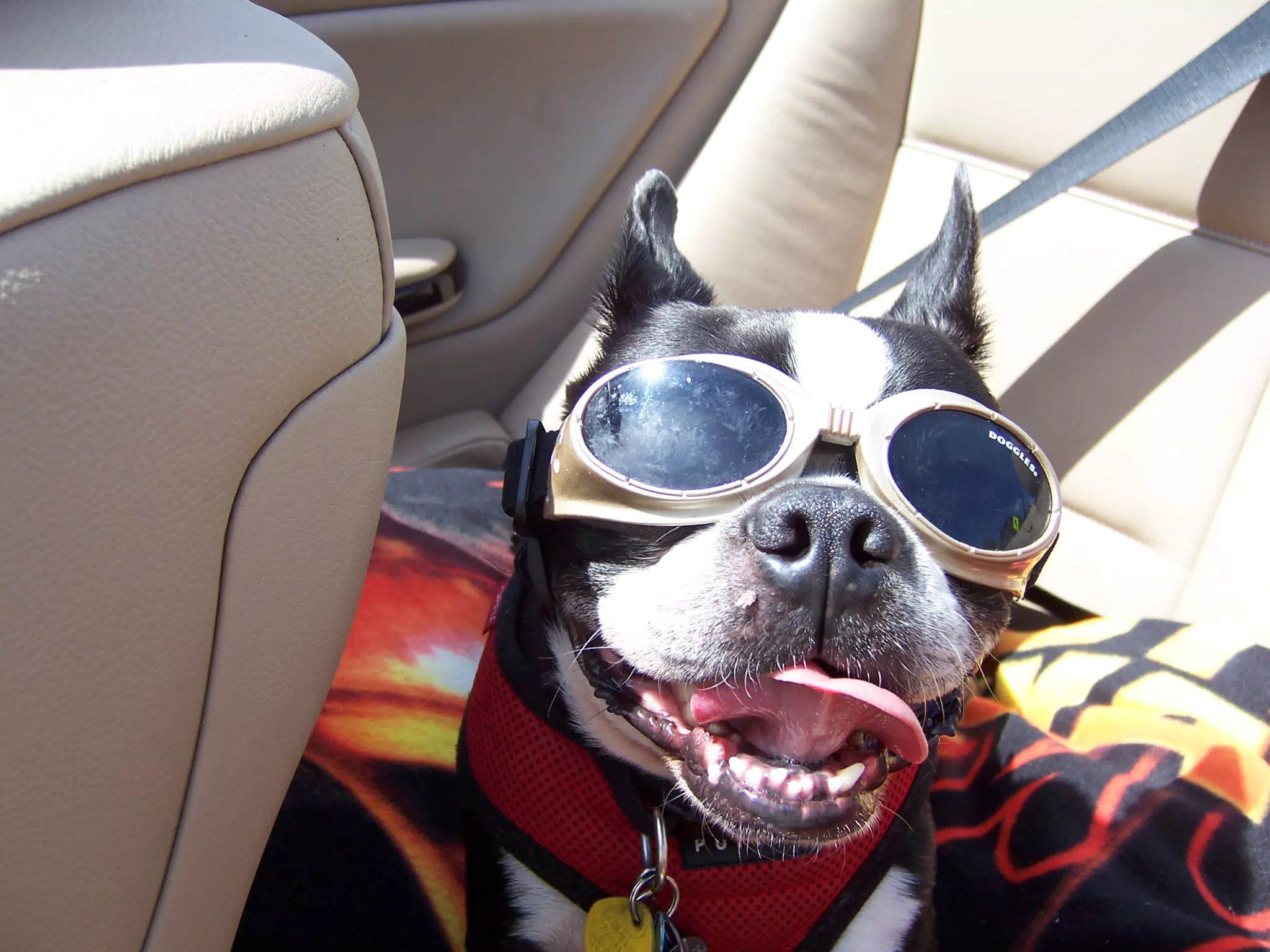 Oreo Cruising in His Doggles