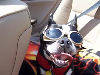 Oreo Cruising in His Doggles