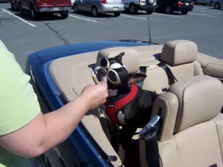 Oreo Eating Ice Cream