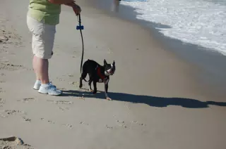 Oreo and Dominica on the Jersey Shore