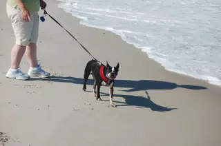 Oreo and Dominica on the Jersey Shore