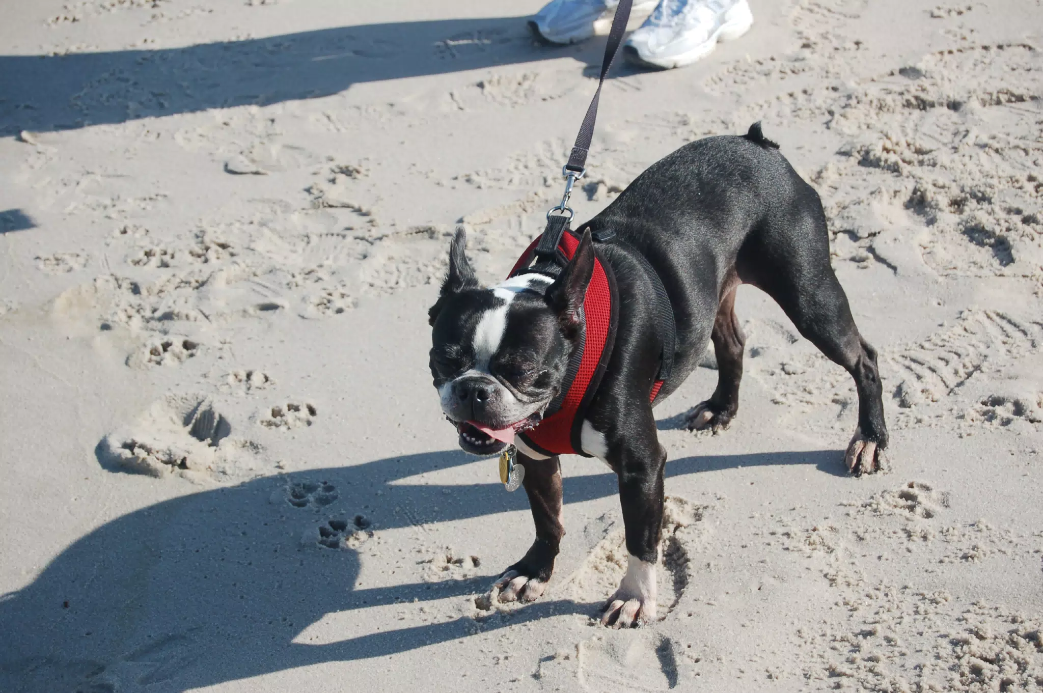 Oreo on the Jersey Shore