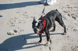Oreo on the Jersey Shore