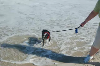 Oreo Got Surprised by the Tide