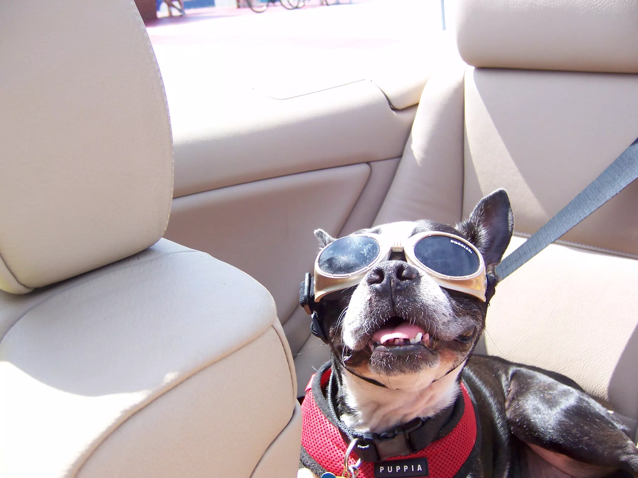 Oreo Cruising in His Doggles
