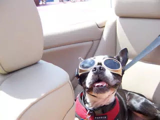Oreo Cruising in His Doggles