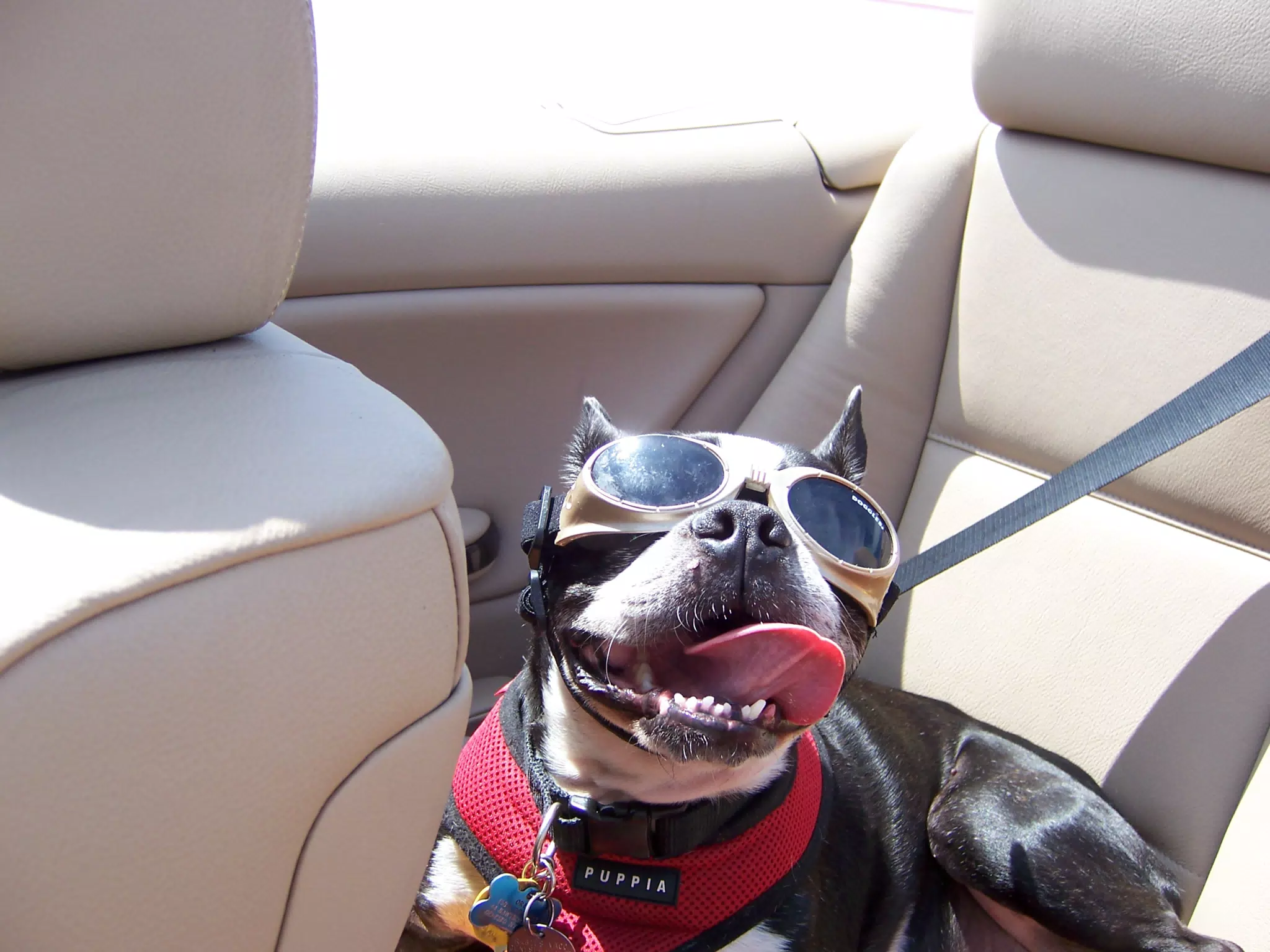 Oreo in the Convertible