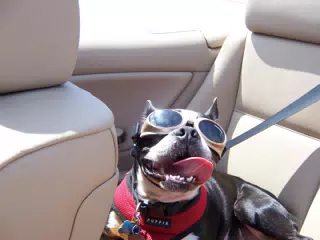 Oreo in the Convertible