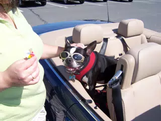 Oreo Hoping for More Ice Cream