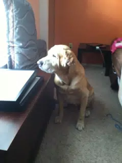 Nitro