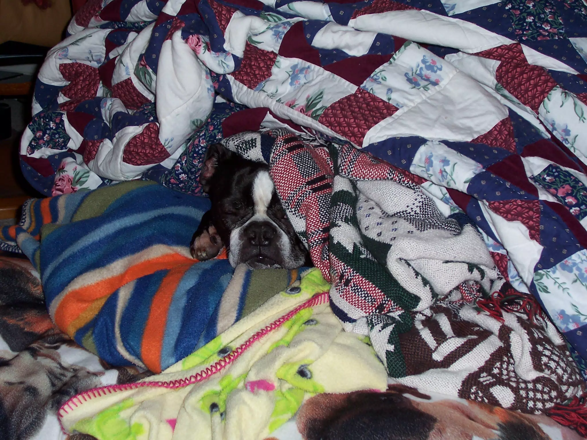 Oreo in Blankets