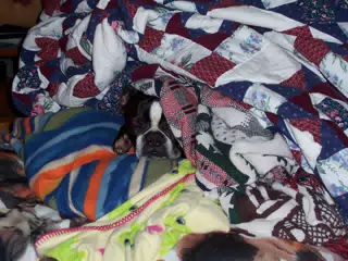 Oreo in Blankets