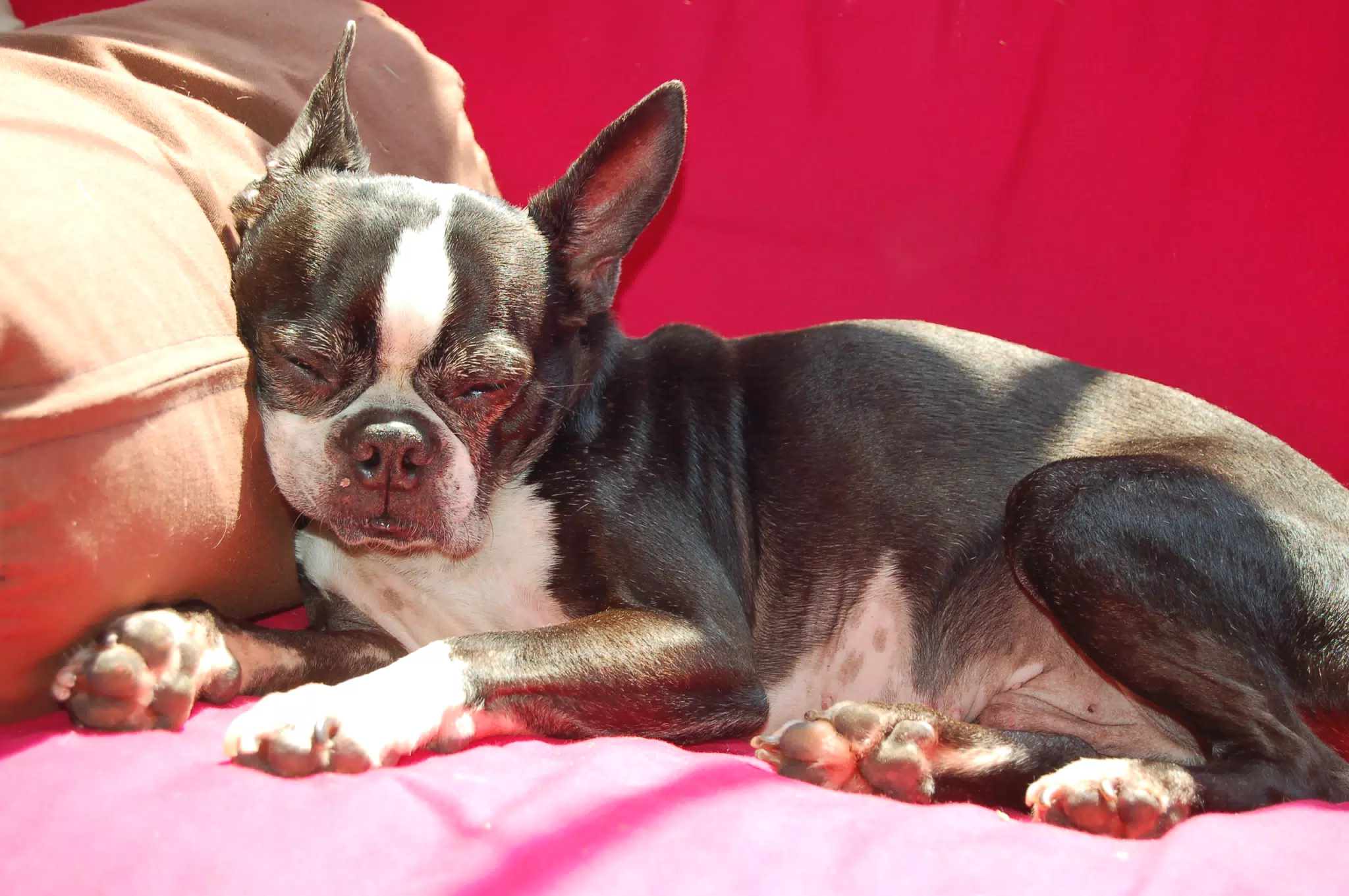 Oreo Sleeping on the Futon