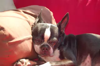 Oreo Sleeping on the Futon