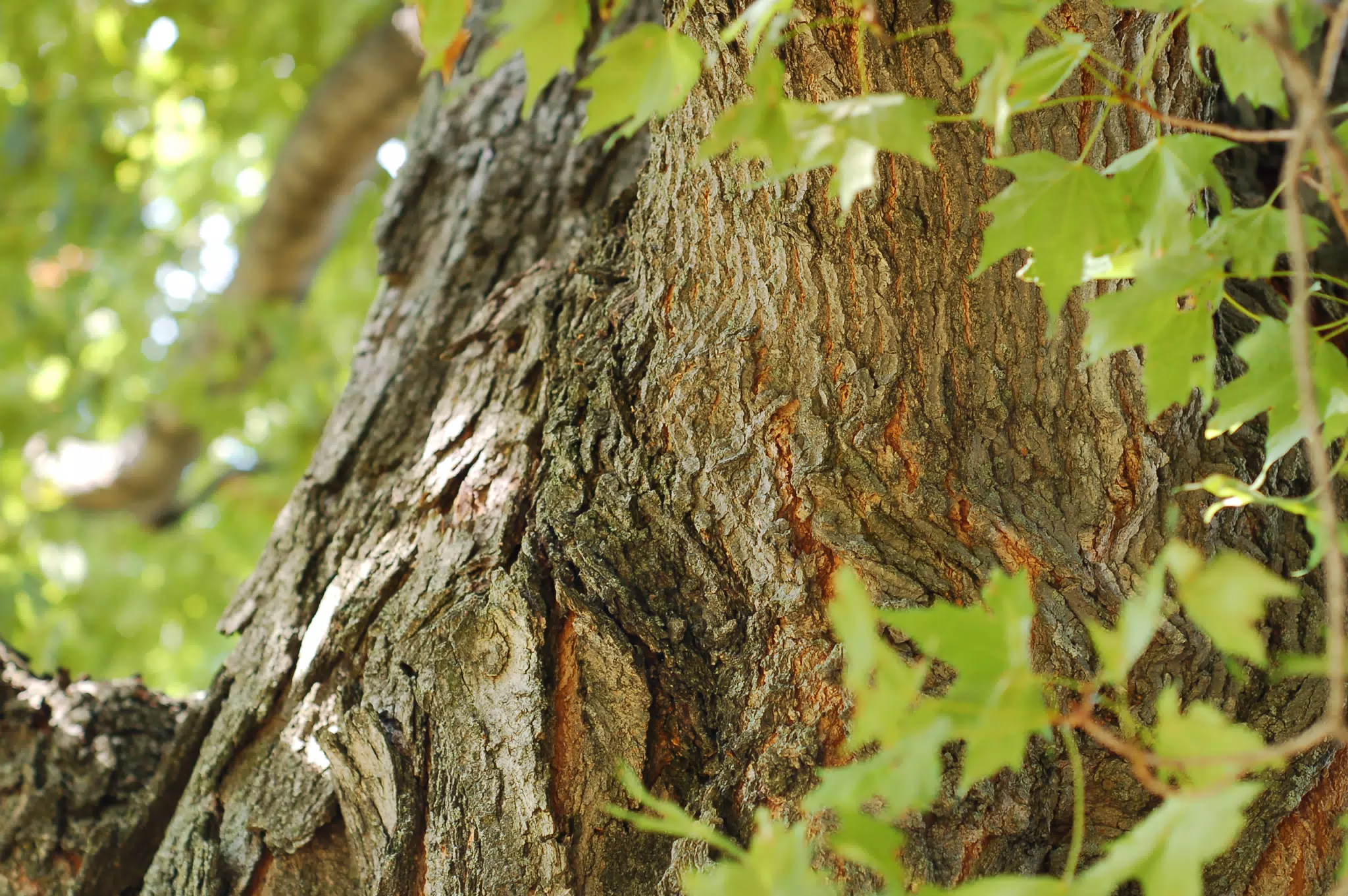 Maple Tree