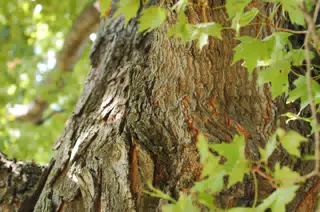 Maple Tree