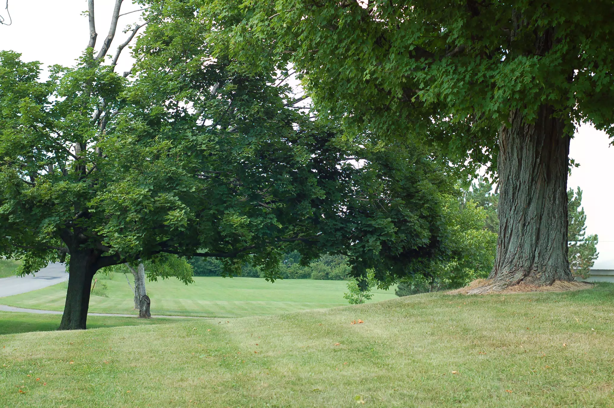 Front Yard by Peoria Road