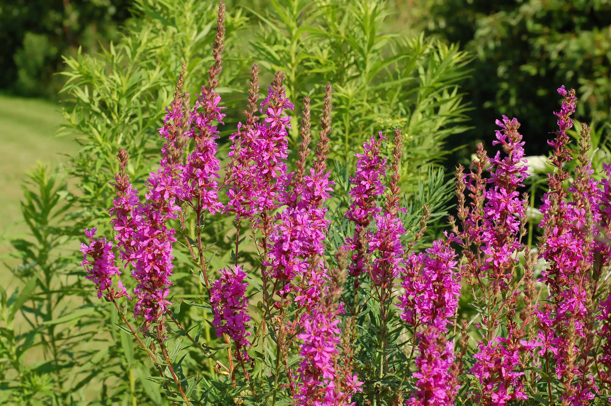 Field Weeds