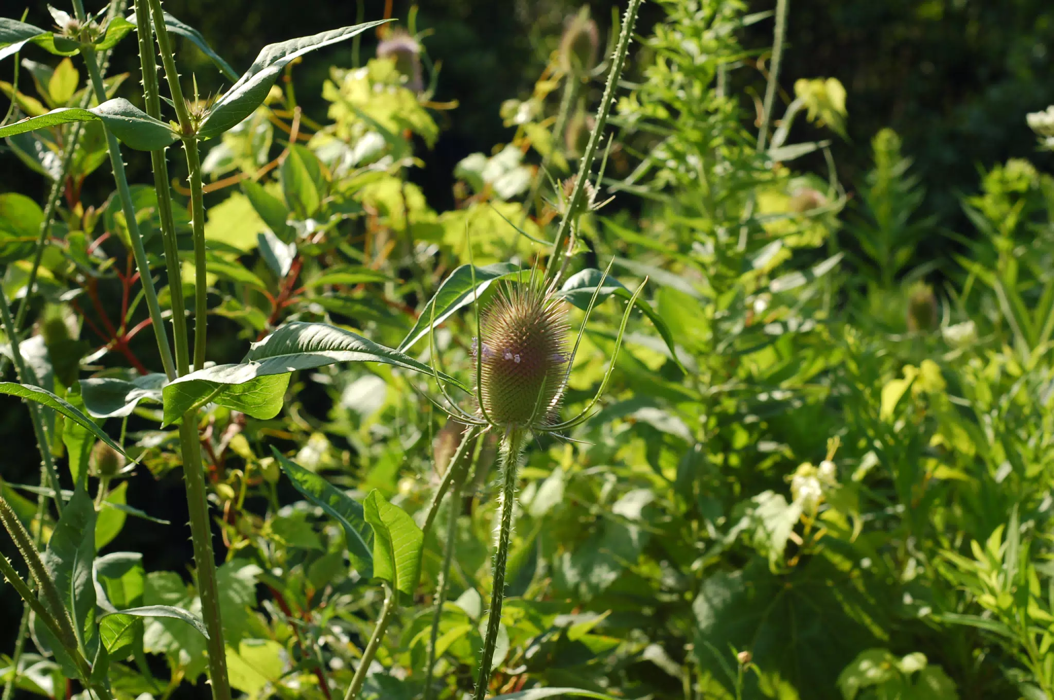 Summer Thistle