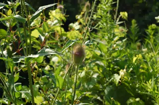 Summer Thistle