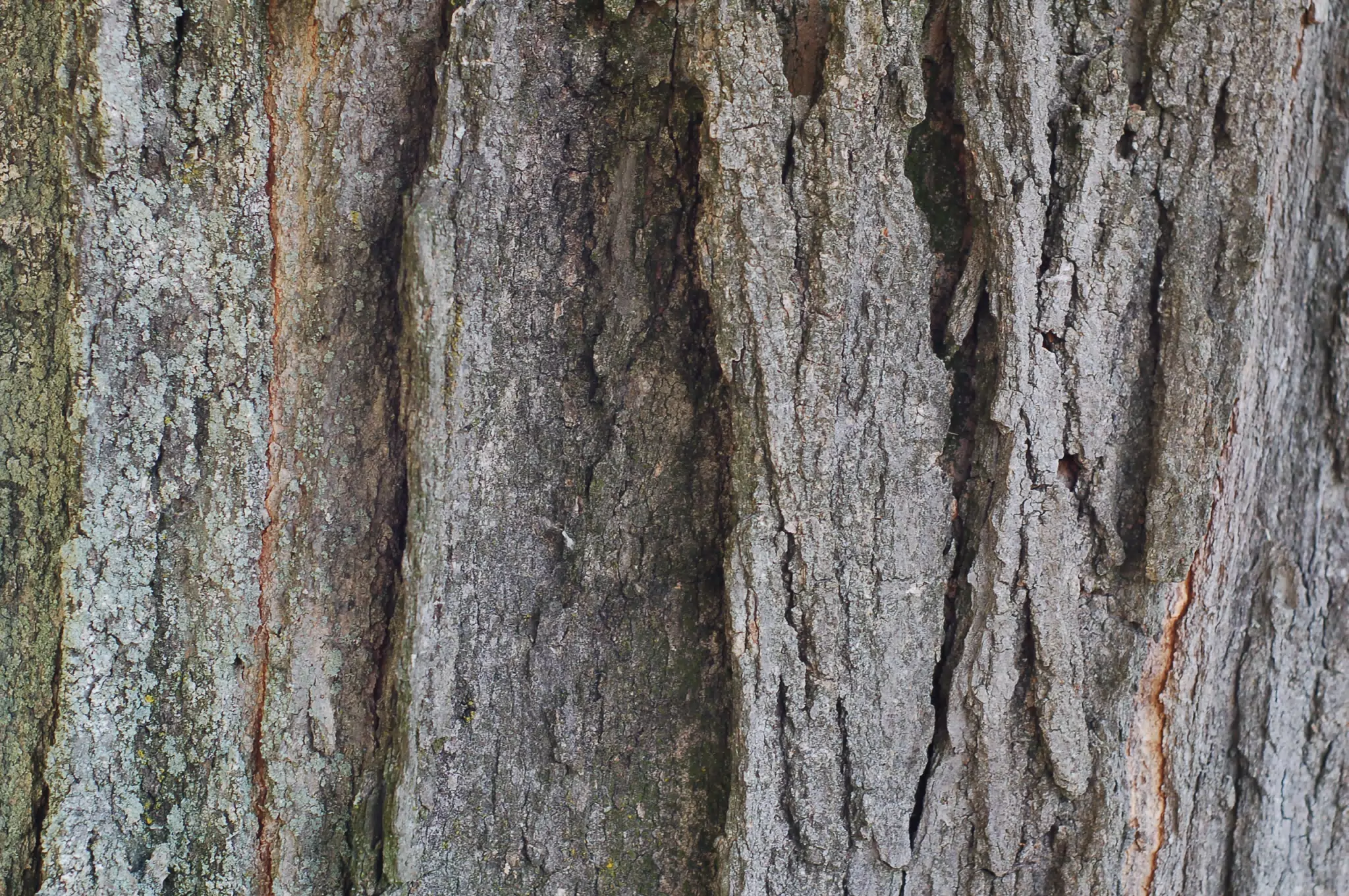 Maple Bark