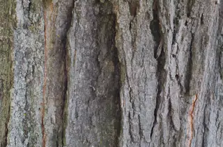 Maple Bark