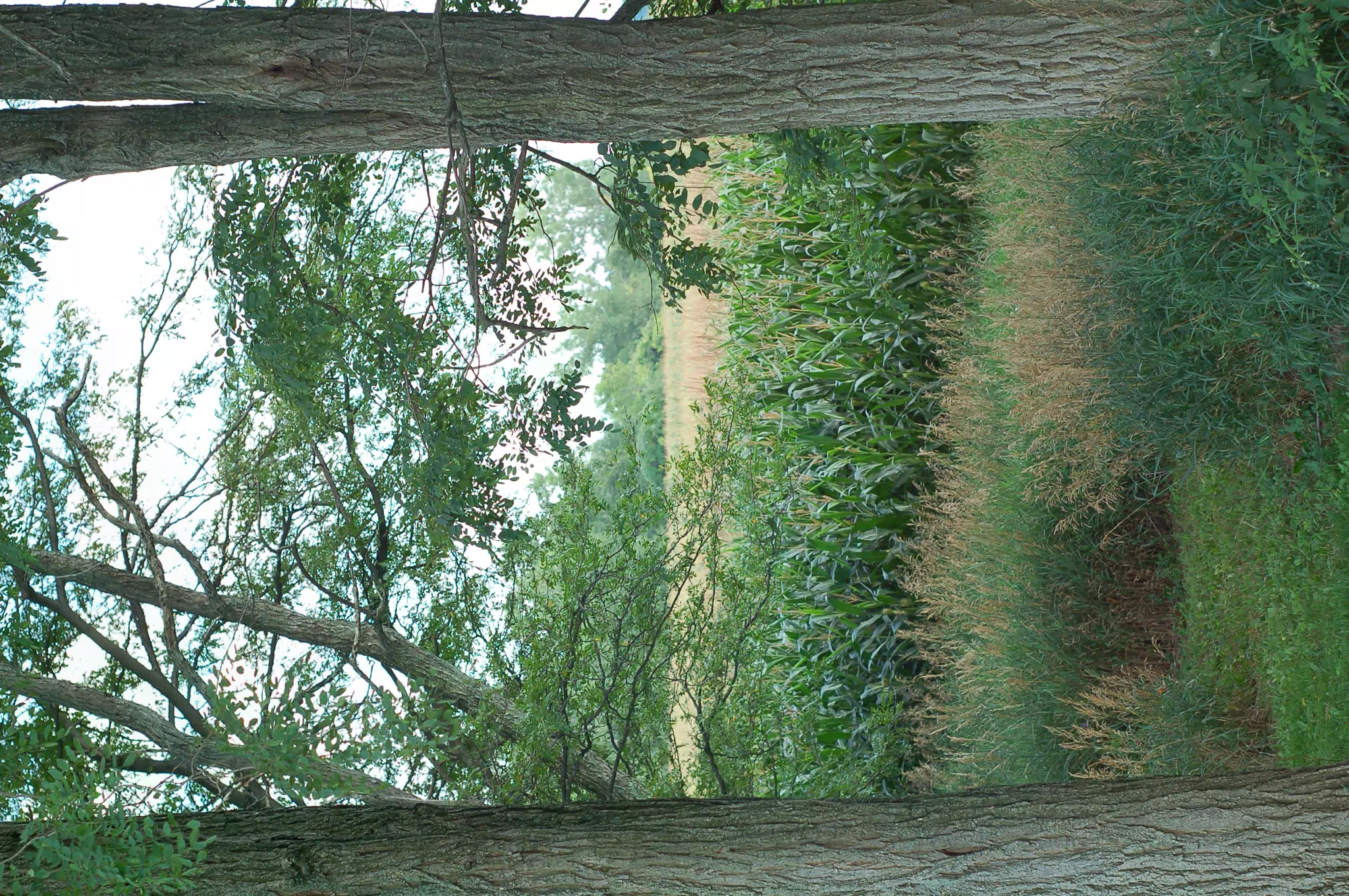 Corn Field Through Hedge