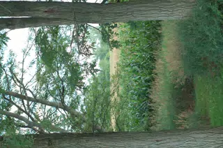 Corn Field Through Hedge