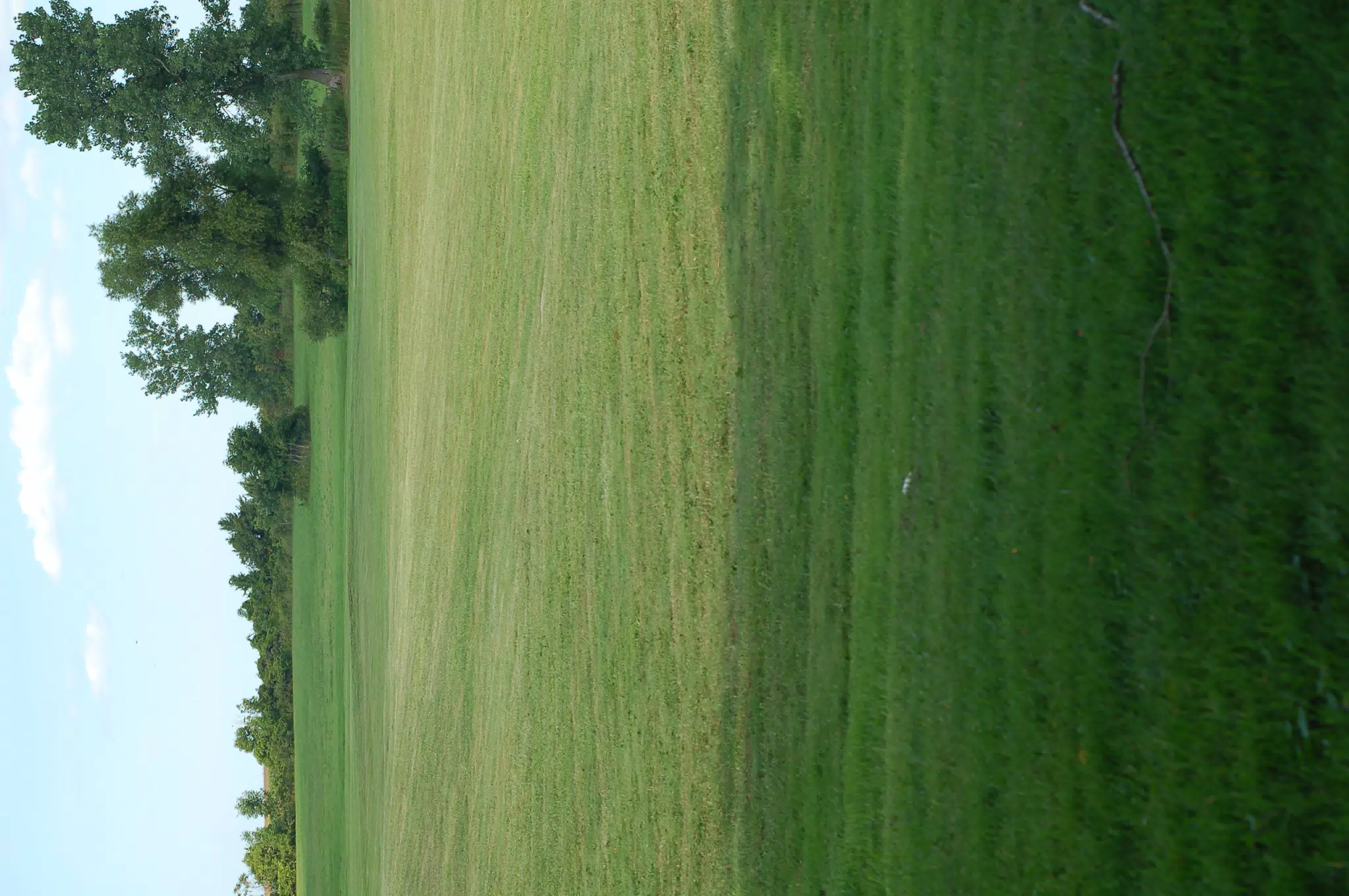 New Back Yard