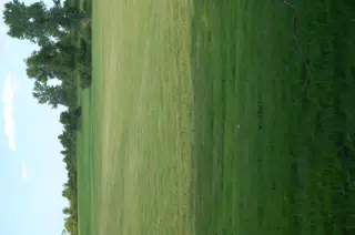 New Back Yard