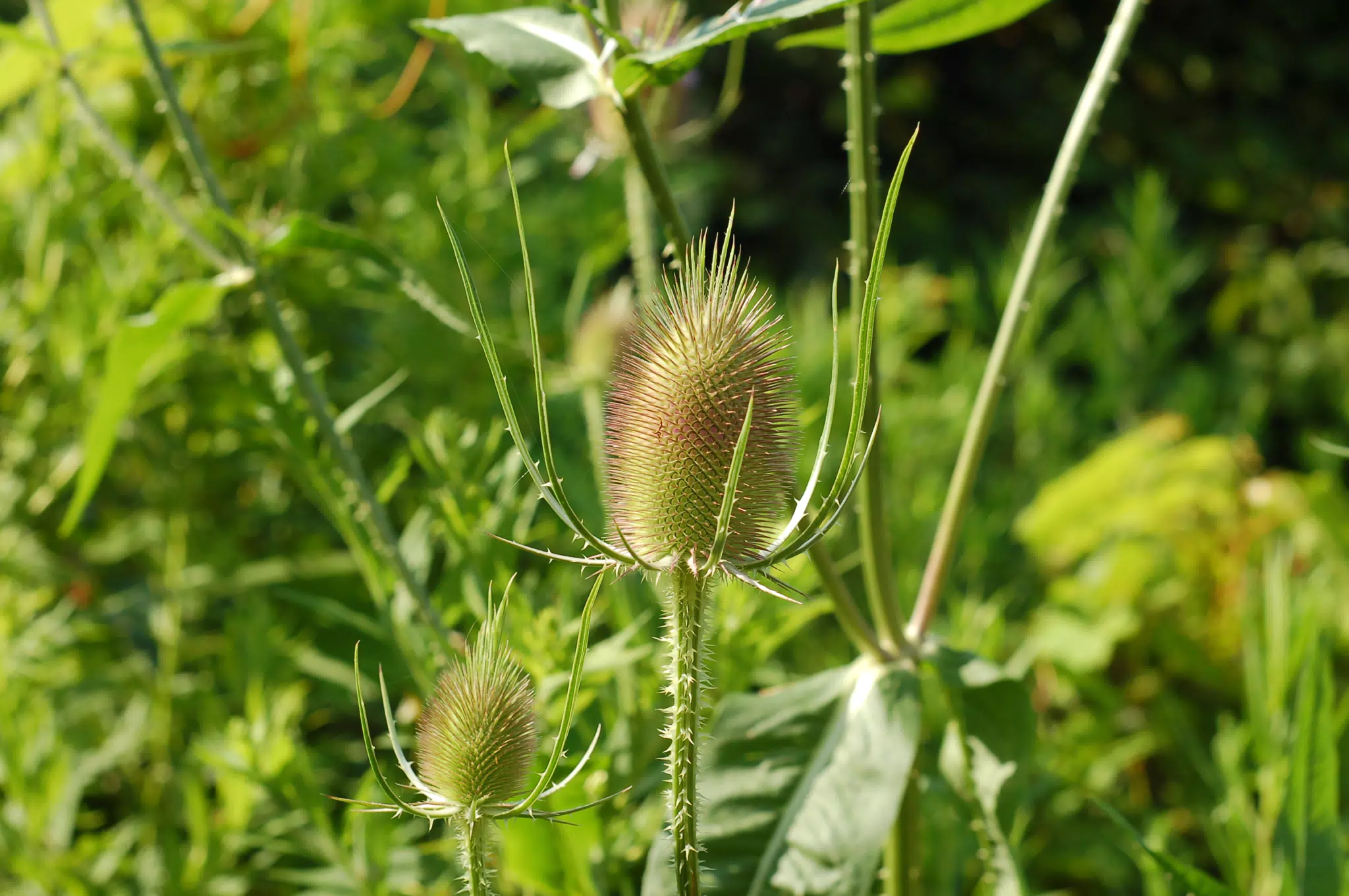 Summer Thistle