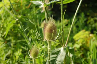 Summer Thistle