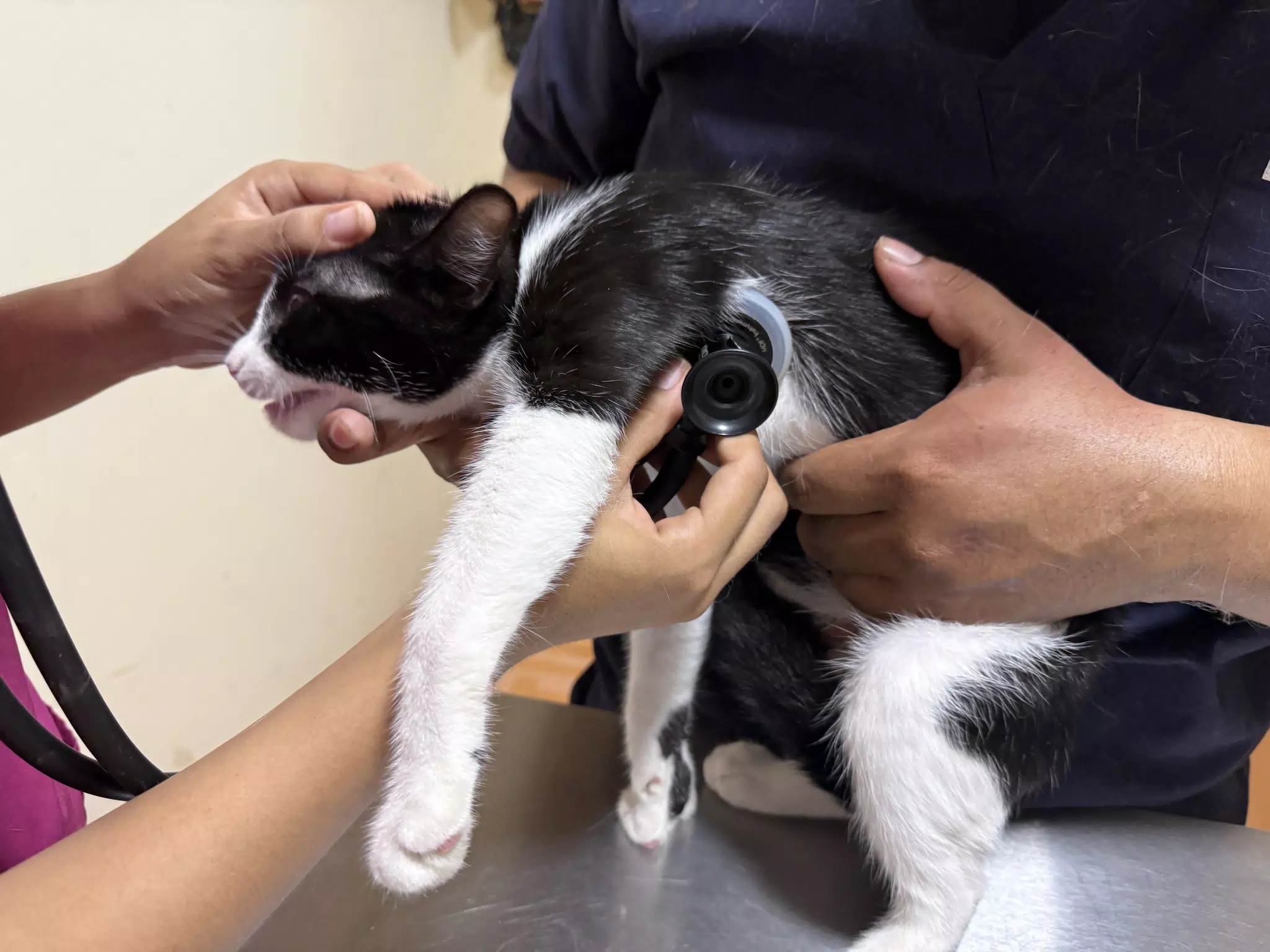 Crumpet at the Vet