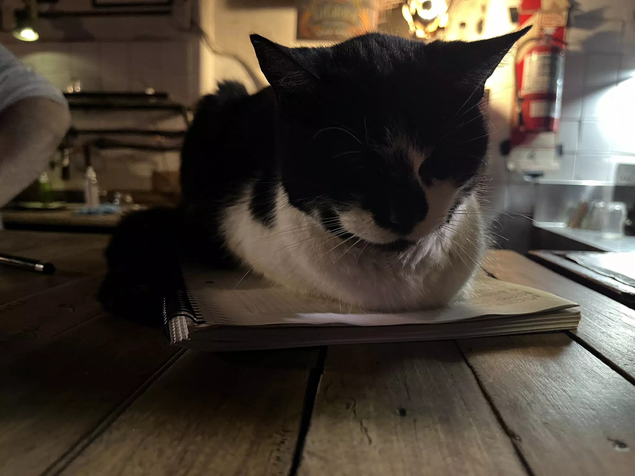 Cat in Buenos Aires