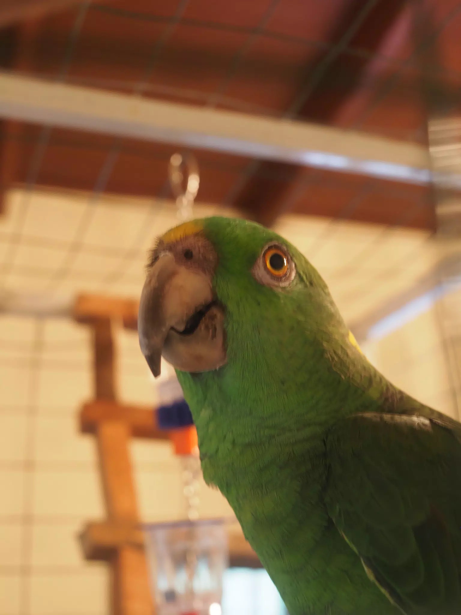 Nicaragua, parrot · September 1, 2026