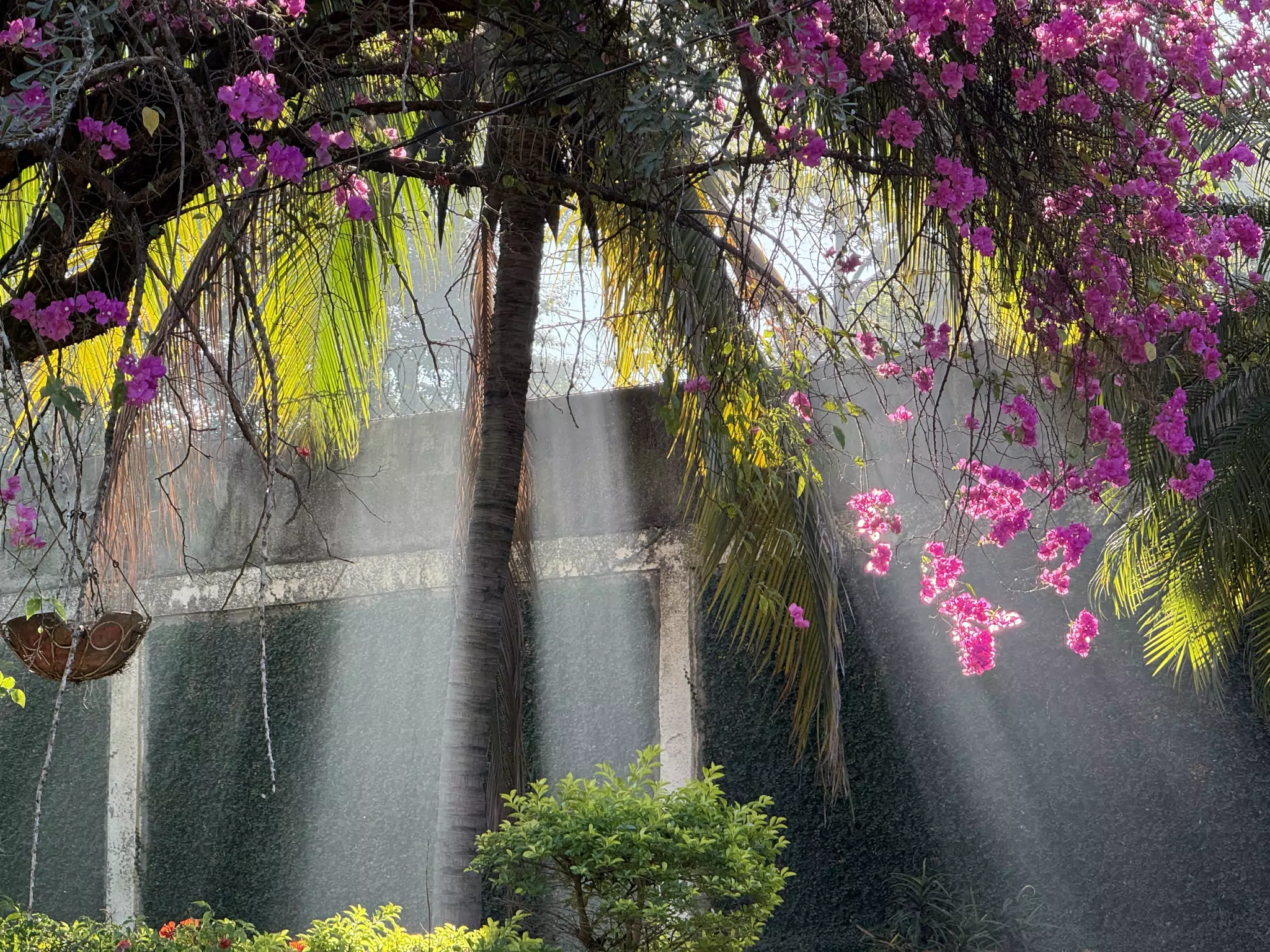 Sunlight in the Garden