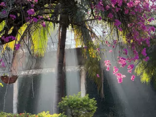 Sunlight in the Garden